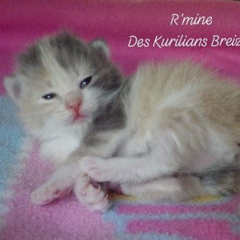 chaton Kurilian Bobtail Longhair blue tortie mackerel tabby bicolor R'Mine Chatterie Des Kurilians Breizh chaton Kurilian Bobtail Longhair blue tortie mackerel tabby bicolor R'Mine Chatterie Des Kurilians Breizh