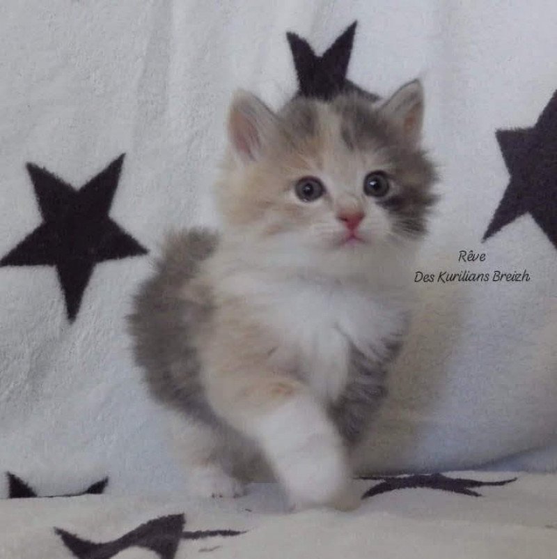 R U Ready For Eleo Des kurilians Breizh Femelle Kurilian Bobtail Longhair