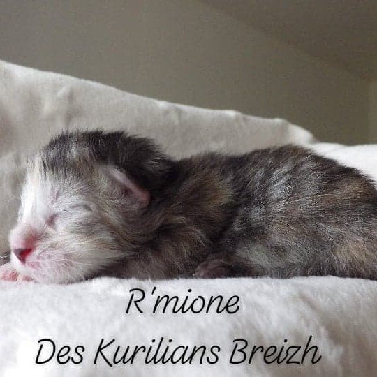 chaton Kurilian Bobtail Longhair black tortie R'Mione Chatterie Des Kurilians Breizh