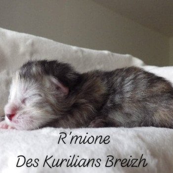 chaton Kurilian Bobtail Longhair black tortie R'Mione Chatterie Des Kurilians Breizh chaton Kurilian Bobtail Longhair black tortie R'Mione Chatterie Des Kurilians Breizh