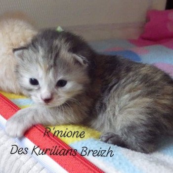 chaton Kurilian Bobtail Longhair black tortie R'Mione Chatterie Des Kurilians Breizh chaton Kurilian Bobtail Longhair black tortie R'Mione Chatterie Des Kurilians Breizh