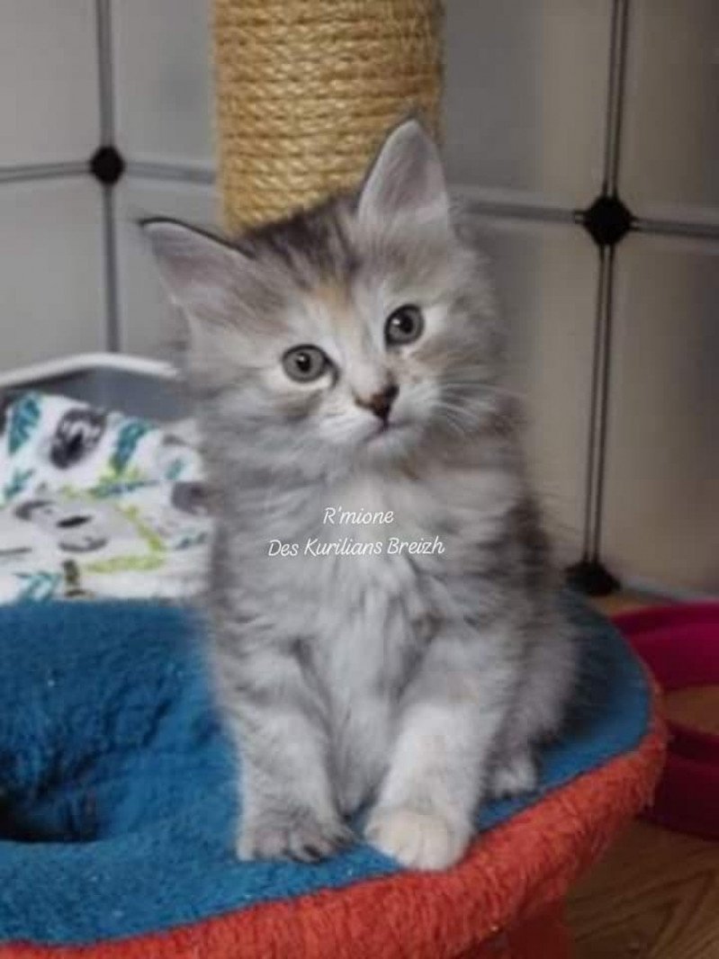 R'Mione Des kurilians Breizh Femelle Kurilian Bobtail Longhair