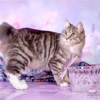 chaton Kurilian Bobtail Longhair Unika Chatterie Des Kurilians Breizh Kurilian Bobtail Longhair blue mackerel tabby bicolor