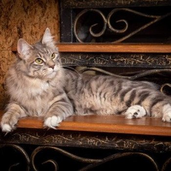 chat Kurilian Bobtail Longhair blue tortie mackerel tabby & blanc Unika Chatterie Des Kurilians Breizh Kurilian Bobtail Longhair blue mackerel tabby bicolor