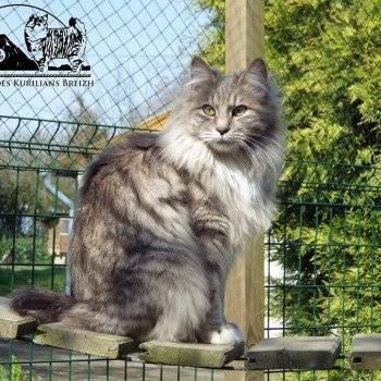 chat Kurilian Bobtail Longhair blue tortie mackerel tabby & blanc Unika Chatterie Des Kurilians Breizh Kurilian Bobtail Longhair blue mackerel tabby bicolor