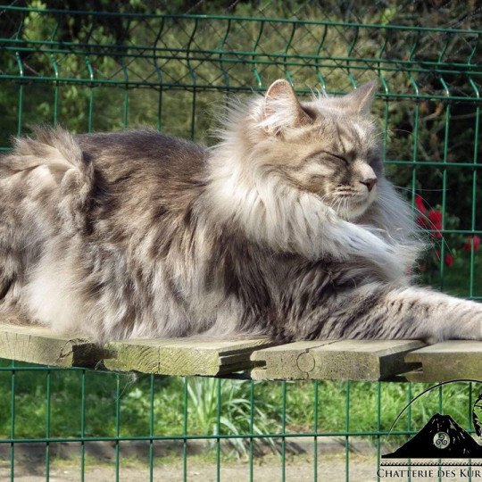 chat Kurilian Bobtail Longhair blue tortie mackerel tabby & blanc Unika Chatterie Des Kurilians Breizh