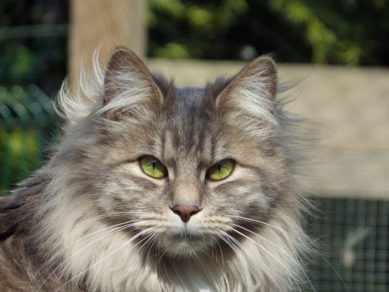 Unika Femelle Kurilian Bobtail Longhair