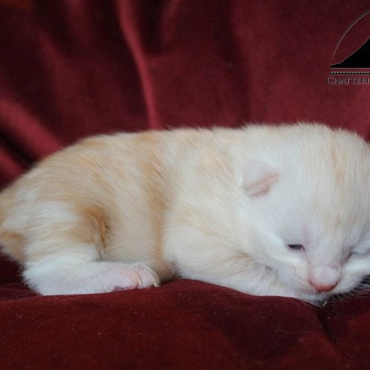 chaton Kurilian Bobtail Longhair red silver blotched tabby & blanc Weasley Ginny Chatterie Des Kurilians Breizh