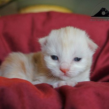 chaton Kurilian Bobtail Longhair red silver blotched tabby & blanc Weasley Ginny Chatterie Des Kurilians Breizh