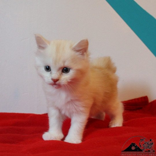 chaton Kurilian Bobtail Longhair red silver blotched tabby & blanc Weasley Ginny Chatterie Des Kurilians Breizh