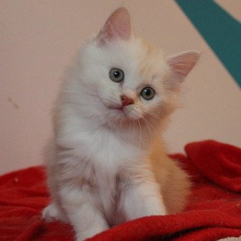 chaton Kurilian Bobtail Longhair red silver blotched tabby & blanc Weasley Ginny Chatterie Des Kurilians Breizh