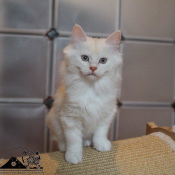 chaton Kurilian Bobtail Longhair red silver blotched tabby Weasley Ginny Chatterie Des Kurilians Breizh