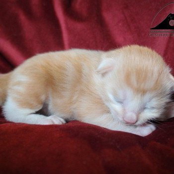 chaton Kurilian Bobtail Longhair red blotched tabby & blanc Weasley Ron Chatterie Des Kurilians Breizh