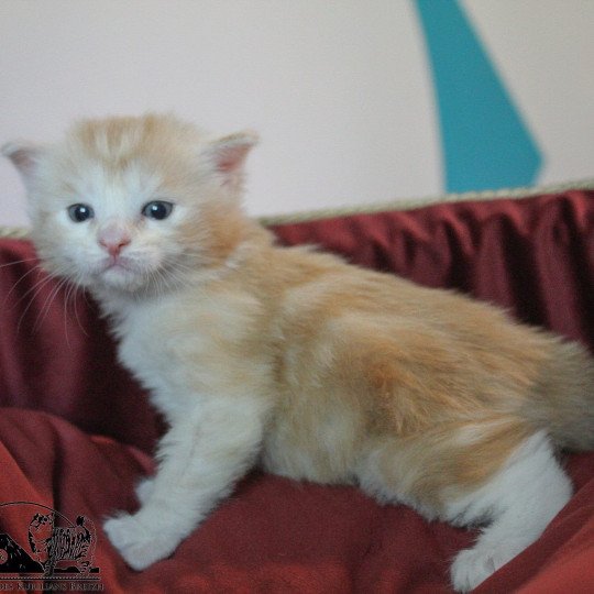 chaton Kurilian Bobtail Longhair red blotched tabby & blanc Weasley Ron Chatterie Des Kurilians Breizh