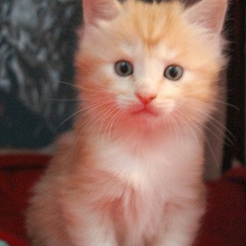 chaton Kurilian Bobtail Longhair red blotched tabby & blanc Weasley Ron Chatterie Des Kurilians Breizh