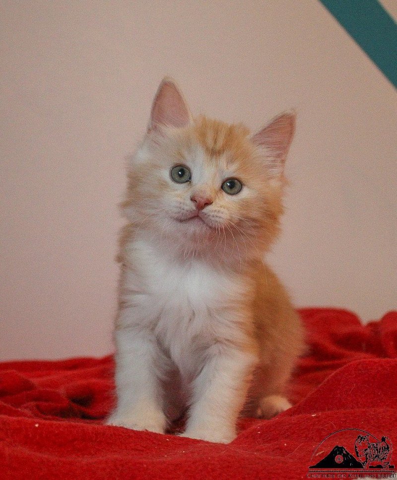 Weasley Ron Des kurilians Breizh Mâle Kurilian Bobtail Longhair