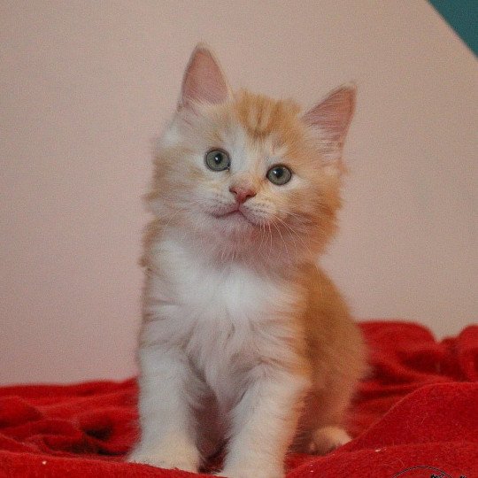 chaton Kurilian Bobtail Longhair red blotched tabby & blanc Weasley Ron Chatterie Des Kurilians Breizh