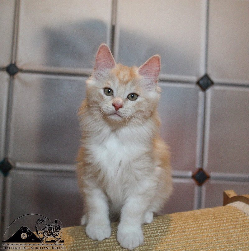 Weasley Ron Des kurilians Breizh Mâle Kurilian Bobtail Longhair