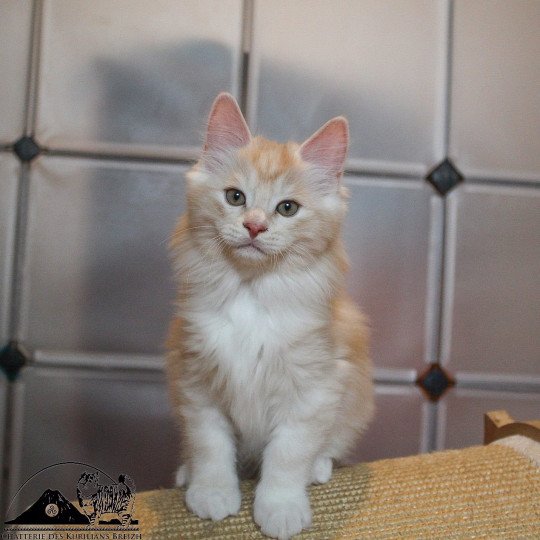 Weasley Ron Des kurilians Breizh Mâle Kurilian Bobtail Longhair