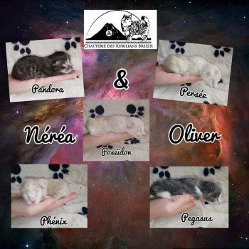 Kitten Kurilian Bobtail Longhair Néréa Des Kurils de l'Ouest ❤ oliver 2019 Chatterie Des Kurilians Breizh Kitten Kurilian Bobtail Longhair Néréa Des Kurils de l'Ouest ❤ oliver 2019 Chatterie Des Kurilians Breizh