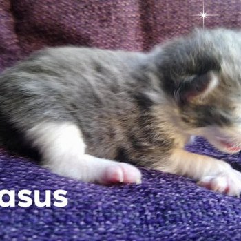Kitten Kurilian Bobtail Longhair Néréa Des Kurils de l'Ouest ❤ oliver 2019 Chatterie Des Kurilians Breizh Kitten Kurilian Bobtail Longhair Néréa Des Kurils de l'Ouest ❤ oliver 2019 Chatterie Des Kurilians Breizh