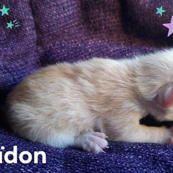 Kitten Kurilian Bobtail Longhair Néréa Des Kurils de l'Ouest ❤ oliver 2019 Chatterie Des Kurilians Breizh Kitten Kurilian Bobtail Longhair Néréa Des Kurils de l'Ouest ❤ oliver 2019 Chatterie Des Kurilians Breizh