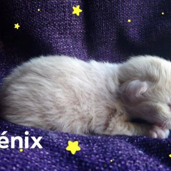 Kitten Kurilian Bobtail Longhair Néréa Des Kurils de l'Ouest ❤ oliver 2019 Chatterie Des Kurilians Breizh Kitten Kurilian Bobtail Longhair Néréa Des Kurils de l'Ouest ❤ oliver 2019 Chatterie Des Kurilians Breizh