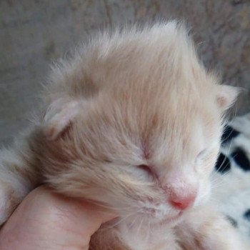 Kitten Kurilian Bobtail Longhair Néréa Des Kurils de l'Ouest ❤ oliver 2019 Chatterie Des Kurilians Breizh Kitten Kurilian Bobtail Longhair Néréa Des Kurils de l'Ouest ❤ oliver 2019 Chatterie Des Kurilians Breizh