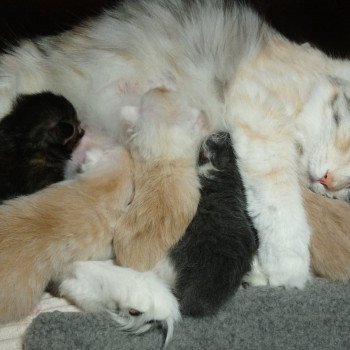 Kitten Kurilian Bobtail Longhair Néréa Des Kurils de l'Ouest ❤ oliver 2019 Chatterie Des Kurilians Breizh Kitten Kurilian Bobtail Longhair Néréa Des Kurils de l'Ouest ❤ oliver 2019 Chatterie Des Kurilians Breizh