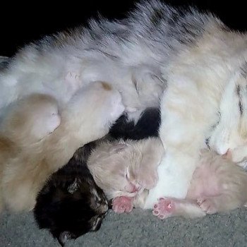 Kitten Kurilian Bobtail Longhair Néréa Des Kurils de l'Ouest ❤ oliver 2019 Chatterie Des Kurilians Breizh Kitten Kurilian Bobtail Longhair Néréa Des Kurils de l'Ouest ❤ oliver 2019 Chatterie Des Kurilians Breizh