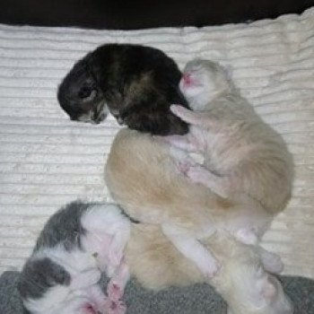 Kitten Kurilian Bobtail Longhair Néréa Des Kurils de l'Ouest ❤ oliver 2019 Chatterie Des Kurilians Breizh Kitten Kurilian Bobtail Longhair Néréa Des Kurils de l'Ouest ❤ oliver 2019 Chatterie Des Kurilians Breizh