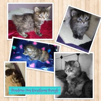 Kitten Kurilian Bobtail Longhair Néréa Des Kurils de l'Ouest ❤ oliver 2019 Chatterie Des Kurilians Breizh Kitten Kurilian Bobtail Longhair Néréa Des Kurils de l'Ouest ❤ oliver 2019 Chatterie Des Kurilians Breizh