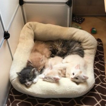 Kitten Kurilian Bobtail Longhair Néréa Des Kurils de l'Ouest ❤ oliver 2019 Chatterie Des Kurilians Breizh Kitten Kurilian Bobtail Longhair Néréa Des Kurils de l'Ouest ❤ oliver 2019 Chatterie Des Kurilians Breizh