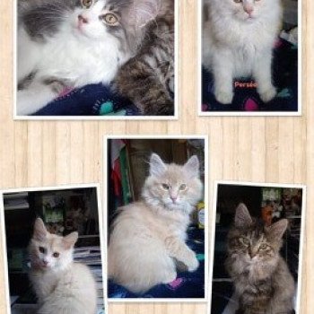 Kitten Kurilian Bobtail Longhair Néréa Des Kurils de l'Ouest ❤ oliver 2019 Chatterie Des Kurilians Breizh Kitten Kurilian Bobtail Longhair Néréa Des Kurils de l'Ouest ❤ oliver 2019 Chatterie Des Kurilians Breizh